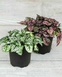 Polka Dot Plant