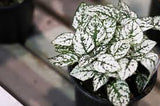 Polka Dot Plant