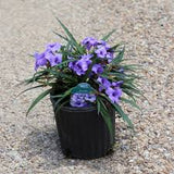 Dwarf Ruellia - 'Katie'