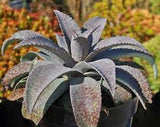 Mangave 'Fiercely Fabulous'