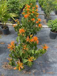 Orange Justicia