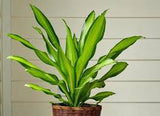Corn Plant - Dracaena