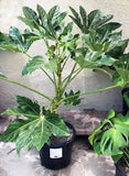 Fatsia