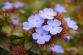 Dwarf Plumbago