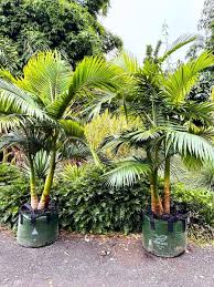 Alexandra King Palm