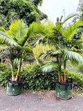 Alexandra King Palm