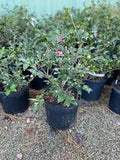Camellia - ShiShi Gashira