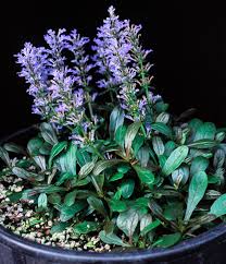 Ajuga - Chocolate Chip