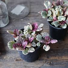 Ajuga - Burgundy Glow
