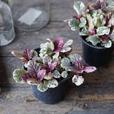Ajuga - Burgundy Glow