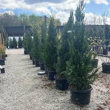 Spartan Juniper