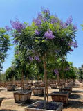 Jacaranda