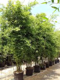 Bamboo - Seabreeze