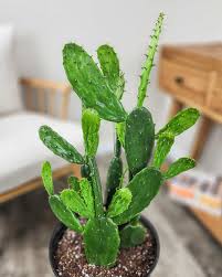 Prickly Pear Cochineal Cactus