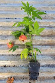 Abutilon Red Tree - Chinese Lantern