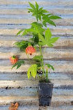 Abutilon Red Tree - Chinese Lantern