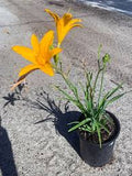 Aztec Gold Daylily