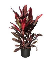 Cordyline - Florika
