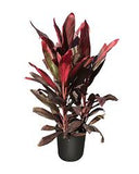 Cordyline - Florika
