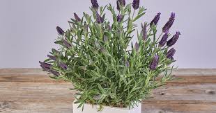 Lavender