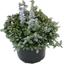 Ajuga "Bugleweed"
