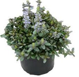 Ajuga "Bugleweed"