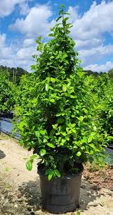 Auburn Holly
