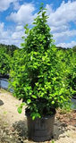 Auburn Holly