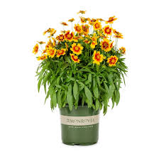 Coreopsis