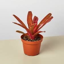 Bromeliad - Fireball