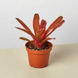 Bromeliad - Fireball
