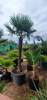 Chinese Windmill Palm