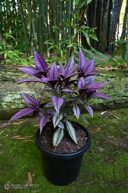 Persian Shield