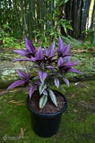 Persian Shield