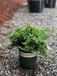 Nana Juniper