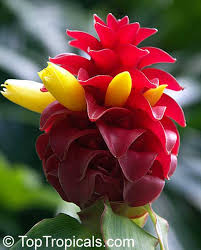 Red Button Ginger
