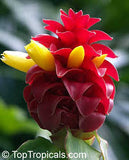 Red Button Ginger