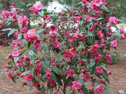 Camellia - Kanjiro Pink