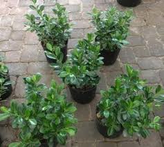 Green Island Ficus