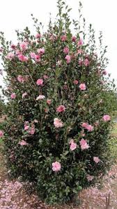 Camellia - Jennifer Susan