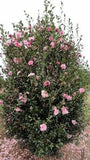Camellia - Jennifer Susan
