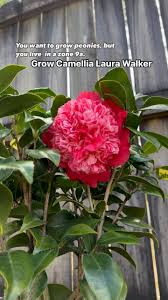 Camellia - Laura Walker