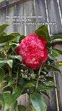 Camellia - Laura Walker