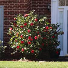 Camellia - Kramer's Supreme