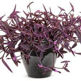 Purple Queen Tradescantia