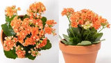 Kalanchoe