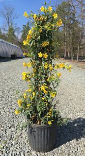 Carolina Jessamine