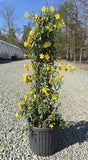 Carolina Jessamine
