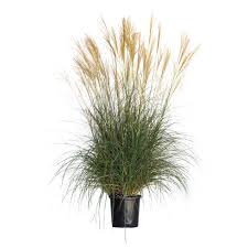 Adagio Grass