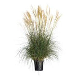 Adagio Grass